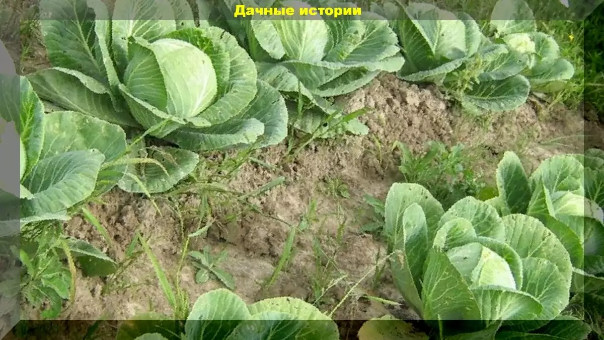 Как создать идеальную подкормку для капусты: секреты, которые увеличат урожай