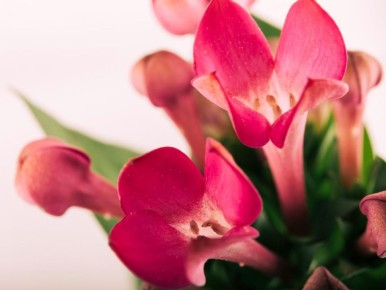 �������������� ������: ������ ���������� ��������