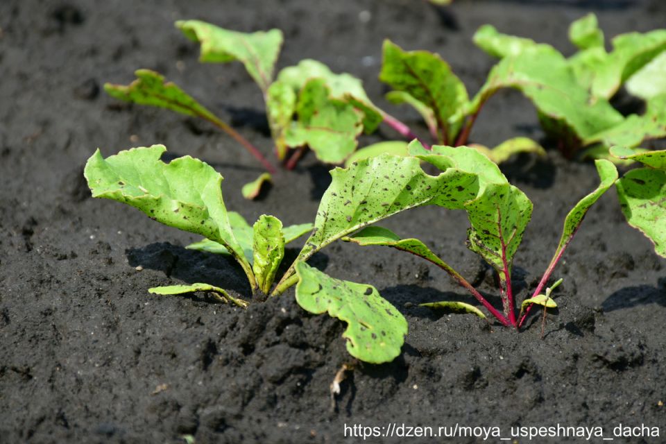 ��� �������� ���� ������: ��� ������� ������ ��� ������� ������