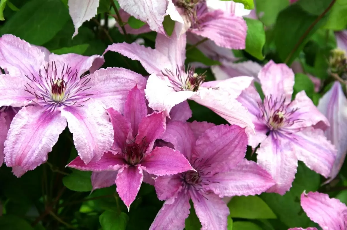 Как правильно черенковать клематисы: пошаговое руководство