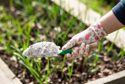 Вредные народные советы для садоводов: что не следует делать ни в коем случае