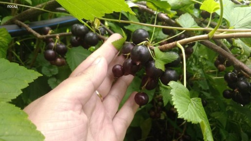 Как правильно обрезать черную смородину: советы садоводов