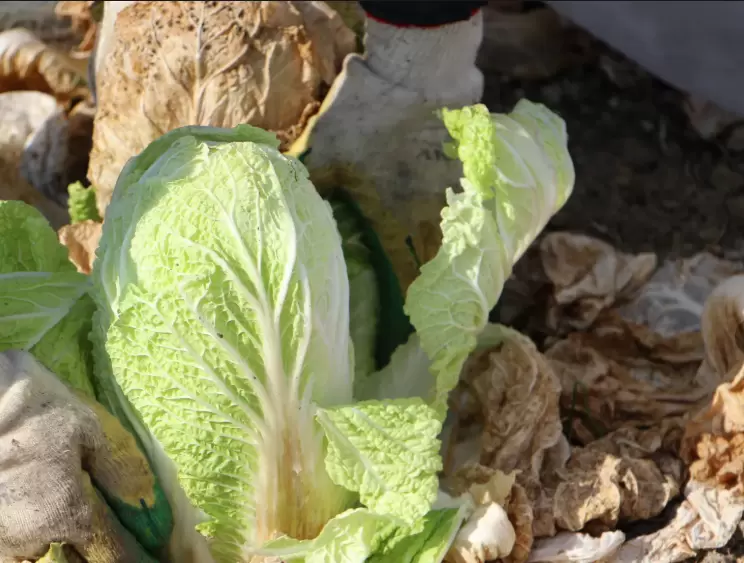 Пекинская капуста: защита от рака в каждом листе