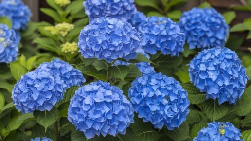 ��� ��������� ���������: ���������������� ������ � ����������� ������ �����