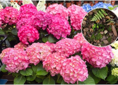 ��� ��������� ��������� �� ����� �������� ���������� ������ ����