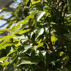 ������� ����� �� ������� ����������: ��� ��������� ������ � �������� ��������