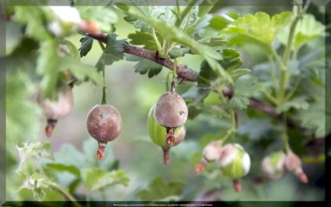 ��� ����������� ������������ ����������� ������ ��� ������ ����� ��������