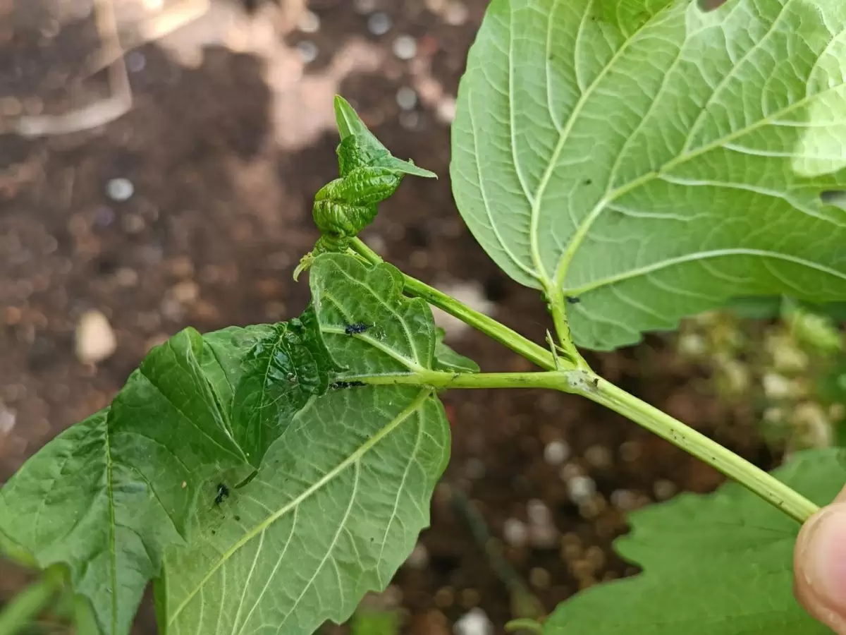 Как справиться с нашествием тли: полезные советы для садоводов