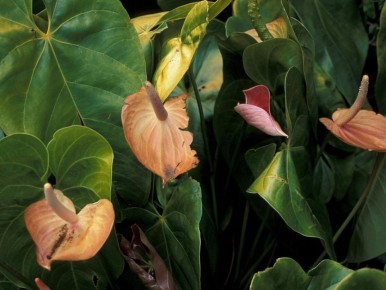 ������� ��������� �������� ���������: ����������� ��������� � ���������� ����