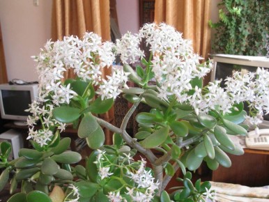 ��� ��������� �������� ������ �������� �����