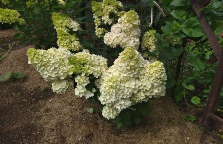 ��� ��������� ����� �������� ����������� ��������� �� ����