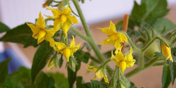 ��� �������� ���������������� ������ ��� ����������� ������� � ��������