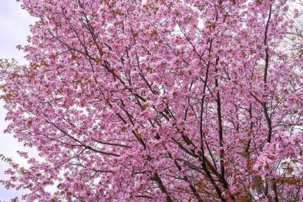 ������ ����, �����!. ����� ��� ����� ������ ����