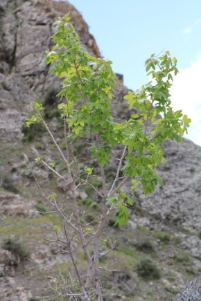 ���, ������� ����� ��� �������������� ������