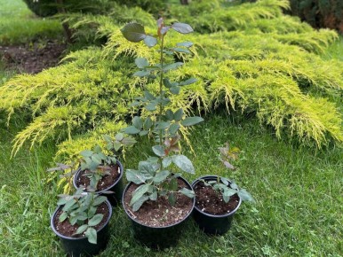 ��������� ���������� ���: ������� ���������� ������