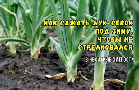 ����� �������� ������� ������� ����: ��� �������� ������������ � �������� ������� ������