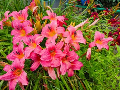 ������ �������: ������ �� ���������� ���� � �������