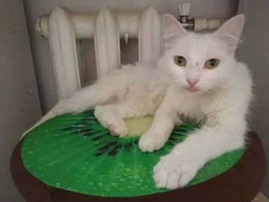 ������ ������ �������� ������������ � ���������� ������������� ������ � �����