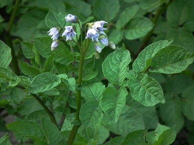 ��� ��������� ��������� ��� ������: ������� ��������� ������