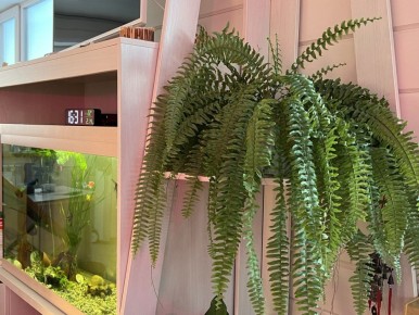 �����������: ������� ����� �� ��������� ������������ ��� �������������