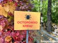 В Омской области вырос процент клещей — переносчиков энцефалита