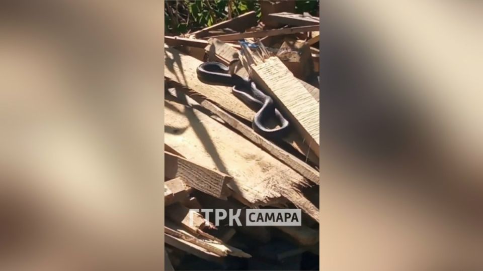 встреча с гигантом: на даче под самарой заметили 2-метрового ужа