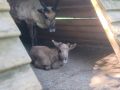 В Большереченском зоопарке — тройное пополнение