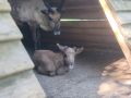 В Большереченском зоопарке выбирают имена для трёх оленят