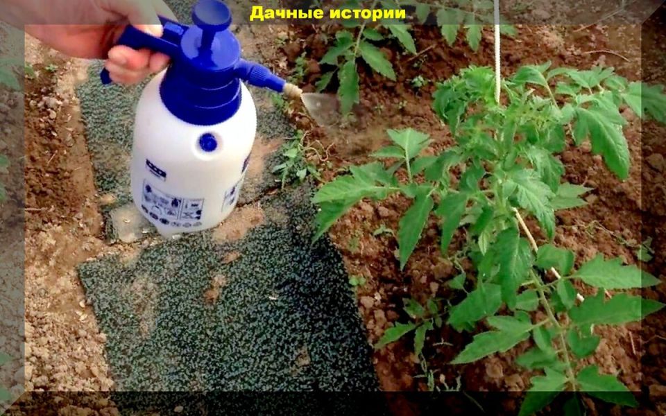 Секреты идеальной рассады: как добиться 100% приживаемости