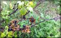 Как добиться урожая смородины: советы по уходу и борьбе с вредителями