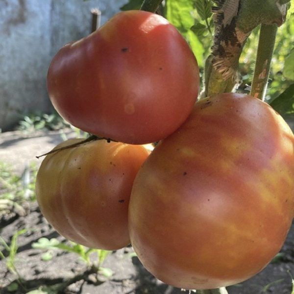 Томат Мэри Робинсон: уникальный вкус и стабильная урожайность для огородников