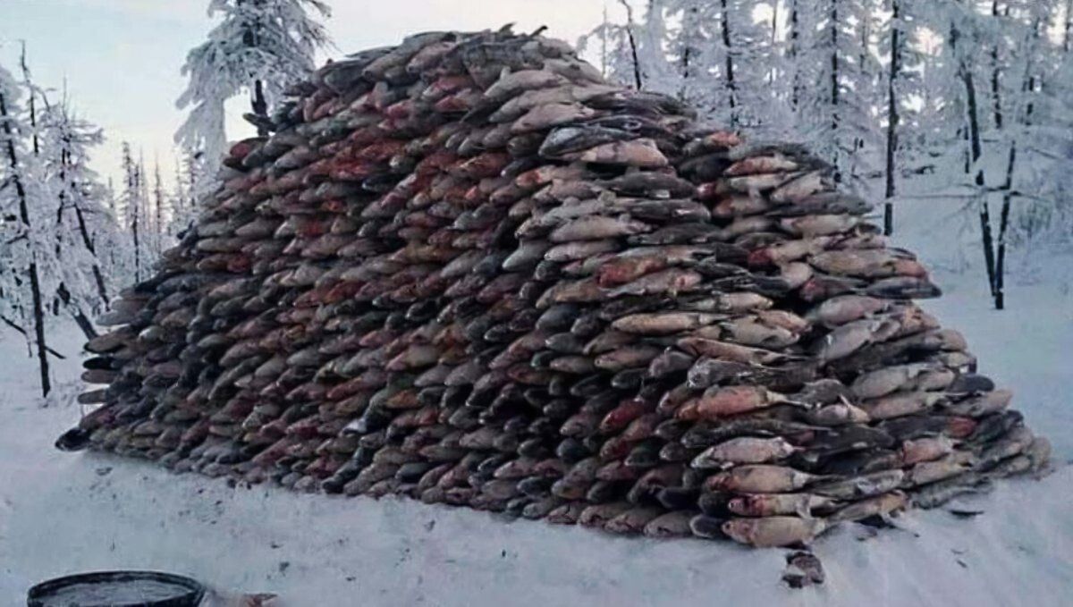 Необычное топливо: как рыба согревала дома в России