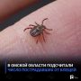 В Омской области подсчитали число пострадавших от клещей