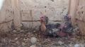 В Омском зоопарке засняли новорождённых «драконов»