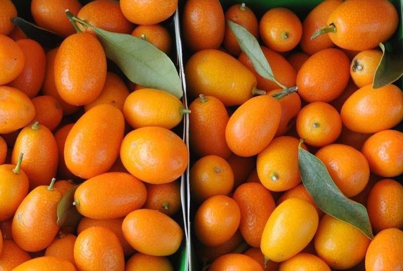 Почему кумкват — самый миниатюрный фрукт среди цитрусовых