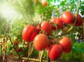 Как защитить томаты от зноя: советы и рекомендации