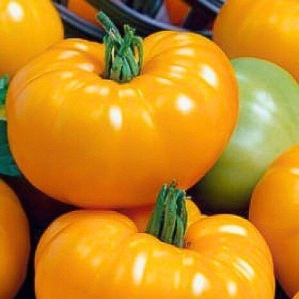 Томат Сахар желтый: солнечный вкус и крупноплодность в теплице
