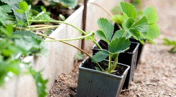 Как клубника на балконе может изменить вашу жизнь