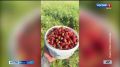 Омичи активно делятся результатами ягодной и грибной охоты