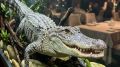 В омском ресторане нашли измученного аллигатора без еды