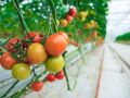 Горчица: секрет сладких и сочных томатов
