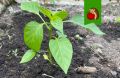 Как подготовить рассаду к высадке: 3 ключевые меры для быстрого приживания
