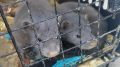 Две норки приехали в соседний Новосибирск на поезде, но их никто не встретил