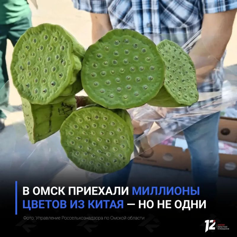 В Омск приехали миллионы цветов из Китая — но не одни
