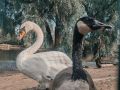В Большереченском зоопарке между водоплавающими обитателями зарождается роман