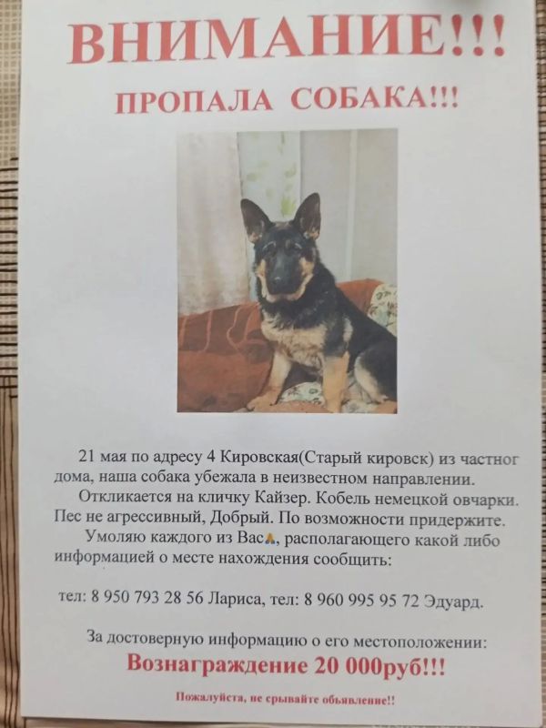 Омичи, помогите найти пушистого друга!