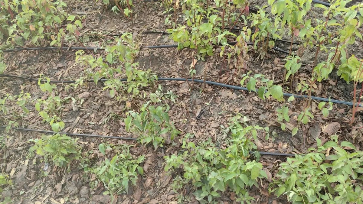В Омской крепости восстанавливают систему автополива, поврежденную прошлой ночью В Омской крепости восстанавливают систему автополива, поврежденную прошлой ночью