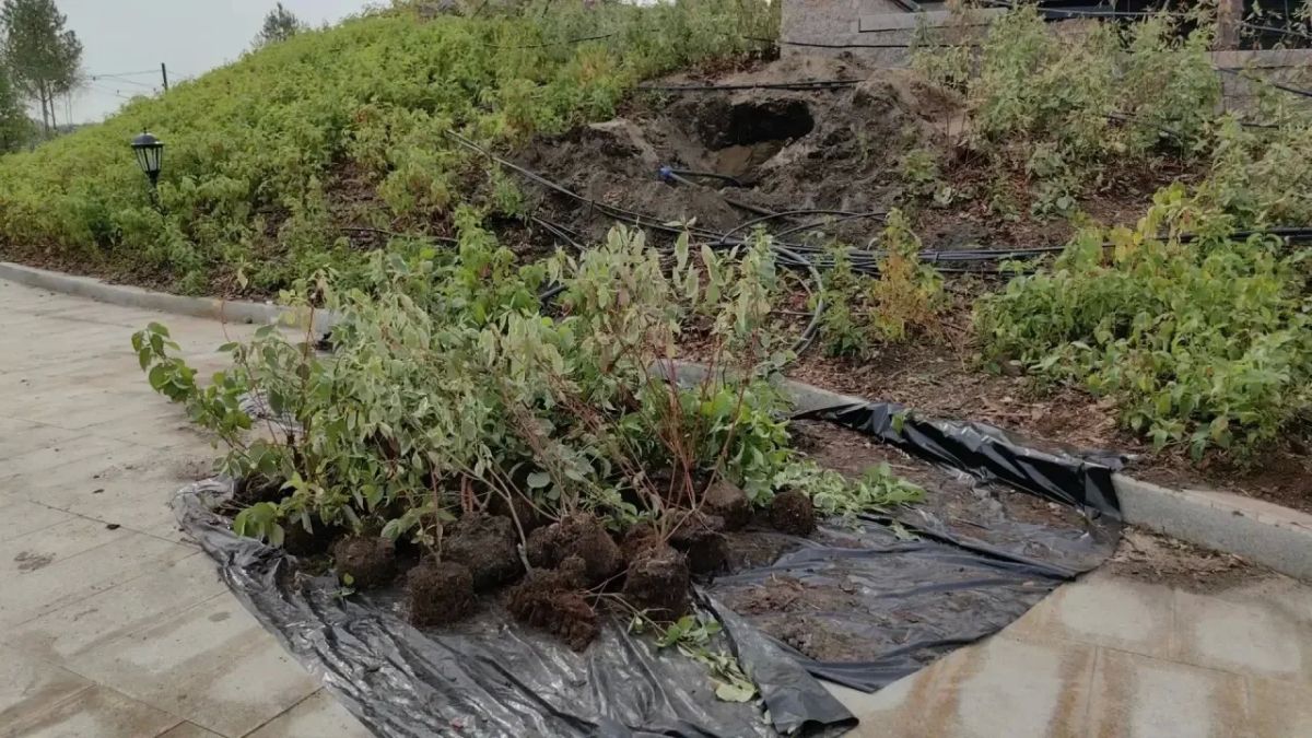 На набережной Омской крепости восстановили клумбы На набережной Омской крепости восстановили клумбы