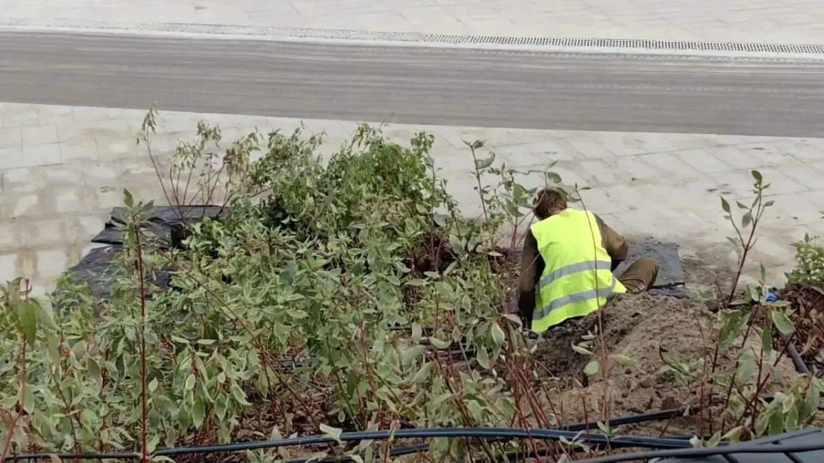 На набережной Омской крепости восстановили клумбы На набережной Омской крепости восстановили клумбы