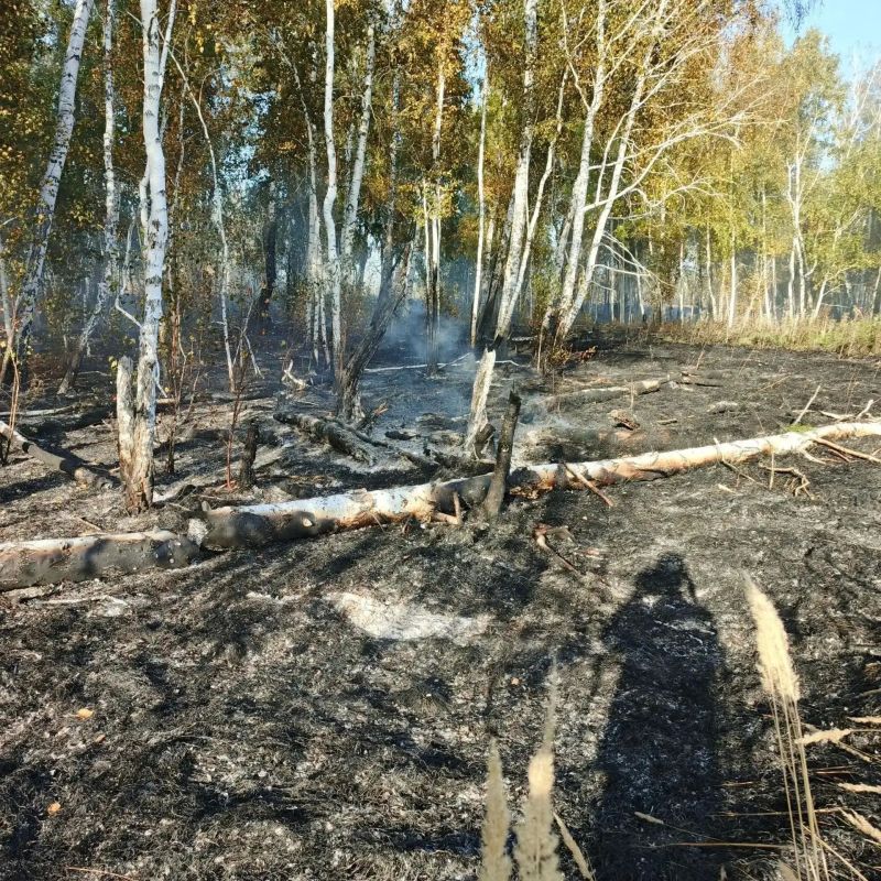 В Любинском районе лесхоз своими силами потушил осенний пожар